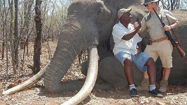 Un cazador alemán abate en Zimbabue a uno de los elefantes más grandes conocidos