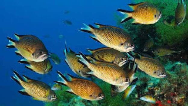 Examen general a la biodiversidad marina en Canarias, Madeira y Azores