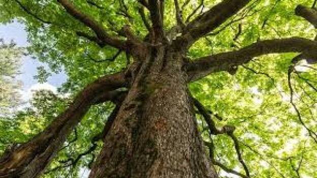 Un estudio sobre el crecimiento de árboles ayuda a predecir cuándo van a morir