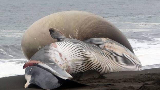 Una ballena varada con gran protuberancia causa expectación en costas de Chile