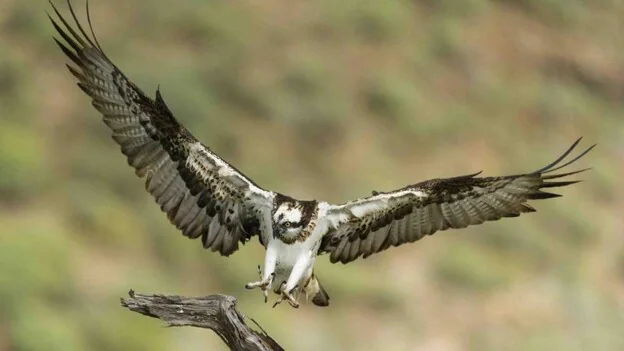 Rapaces a vista de fotógrafo | Canarias7