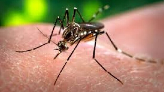 Sospechan que el mosquito del dengue llegó en plantas