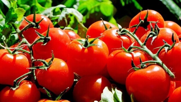 Piden controles al tomate de importación en los puertos canarios para evitar la entrada de la 'Keiferia'