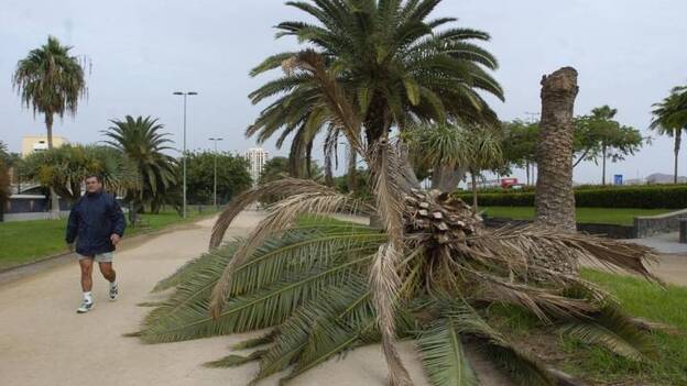 La capital tala más del 90% de las palmeras en riesgo de desplome