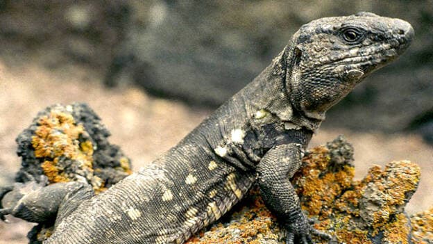 Nacen 105 ejemplares de lagarto gigante de El Hierro