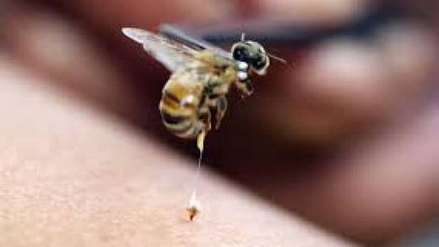 Un falso médico usaba veneno de abeja