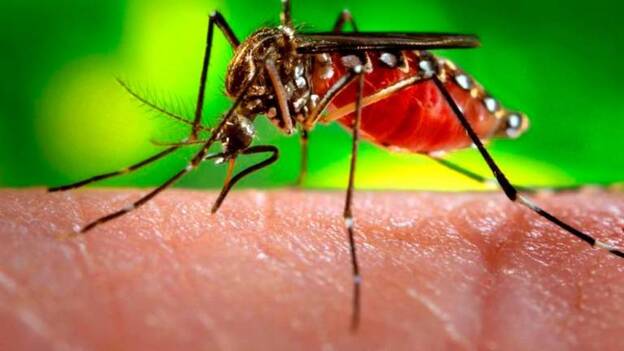 Los médicos piden estar «alerta y preparados» ante el dengue