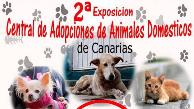 Exposición de animales abandonados en adopción