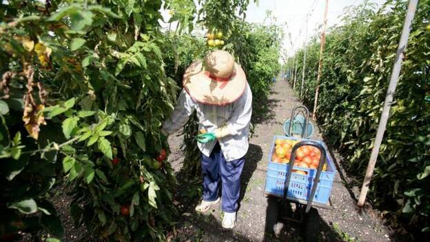 Los tomateros realizan los primeros despidos tras recortar la plantación