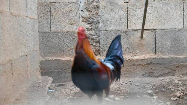 La justicia francesa autoriza los cantos de un gallo símbolo del mundo rural