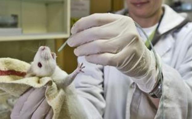 Los científicos españoles usan más de 800.000 animales al año para investigación
