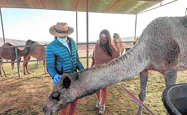 Oasis Wildlife cede a Verdeaurora camellos para muestras de arado