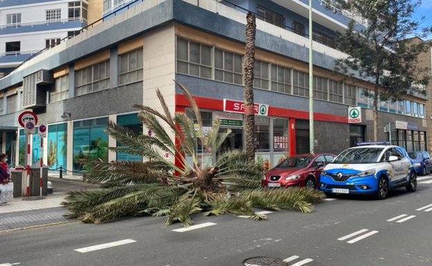 Susto con la caída de una palmera en la capital grancanaria