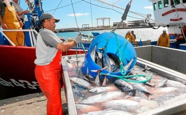 Adelantan la temporada de pesca de atún rojo en Canarias