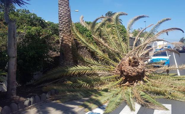 Una palmera cae junto a un colegio en Ingenio por el fuerte viento