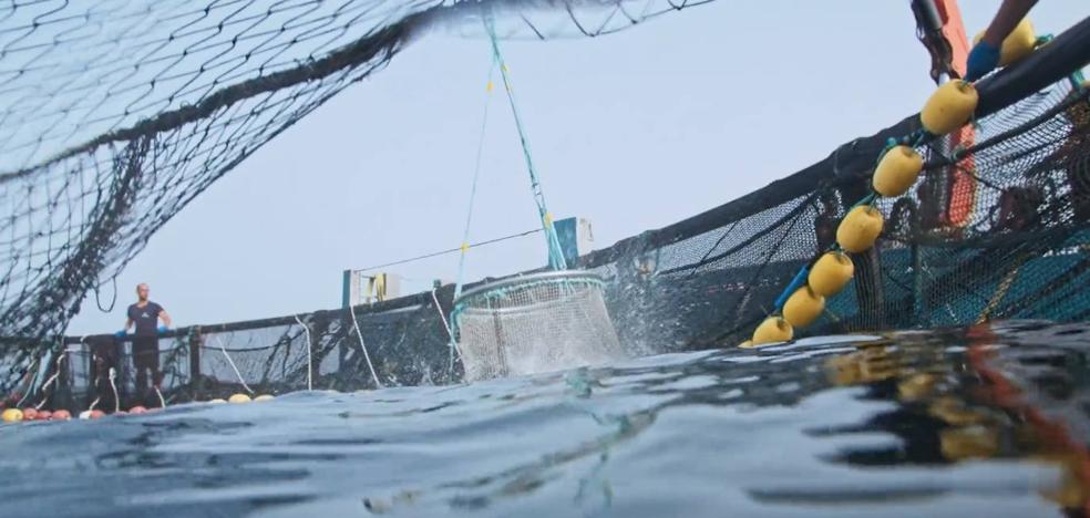 Pesca saca a concurso una concesión acuícola entre Arinaga y Juan Grande - Vimarsana News