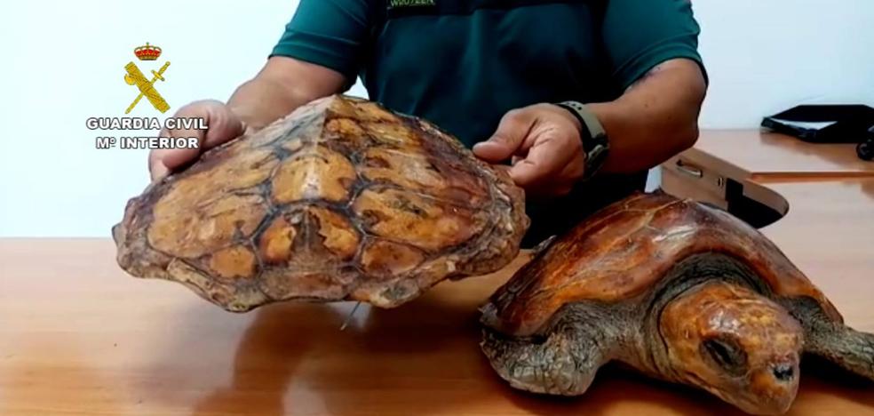 Localizan 2 ejemplares de tortuga boba expuestas en un local - Vimarsana News