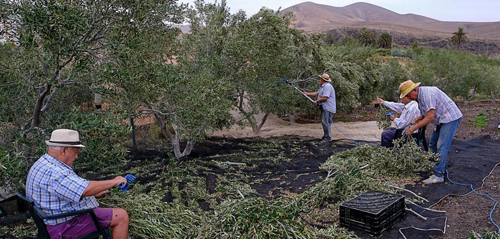 La aceituna arbequina es «muy jaquecosa, pero muy agradecida» - Vimarsana News