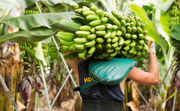 Una imagen de archivo de un granjero recogiendo un racimo de plátanos.  / EFE