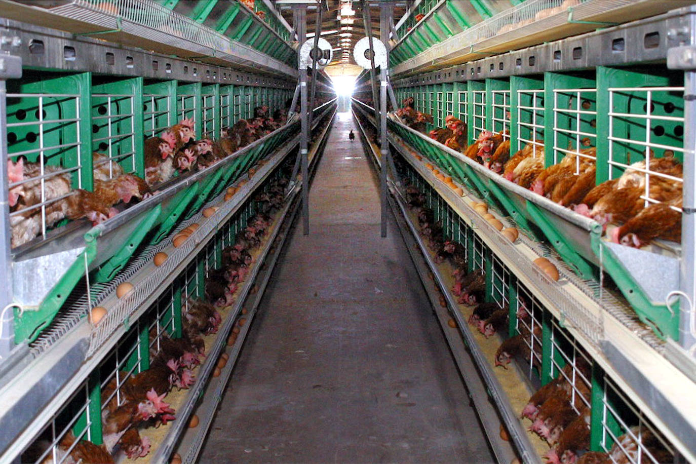 Imagen de archivo de una granja avícola. /carrasco