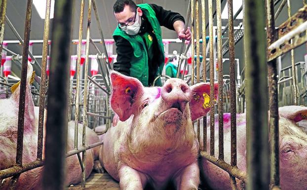 Granja para cría de porcino inaugurada el pasado verano en Teruel. Alberga 3.500 cerdas que empezarán a parir antes de dos semanas. /SERGIO GARCÍA