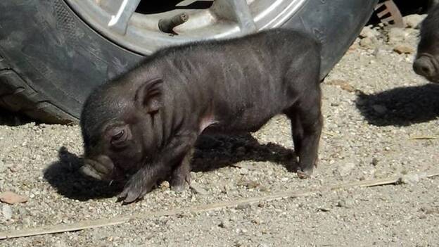 Localizan una granja en Tenerife con 14 cerdos vietnamitas sin autorización