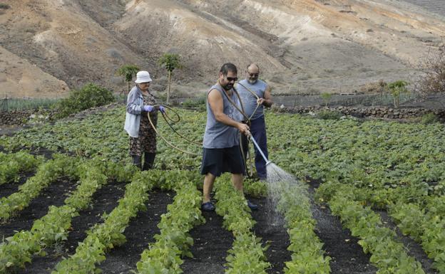 Cultivadores regando una plantación. /C7