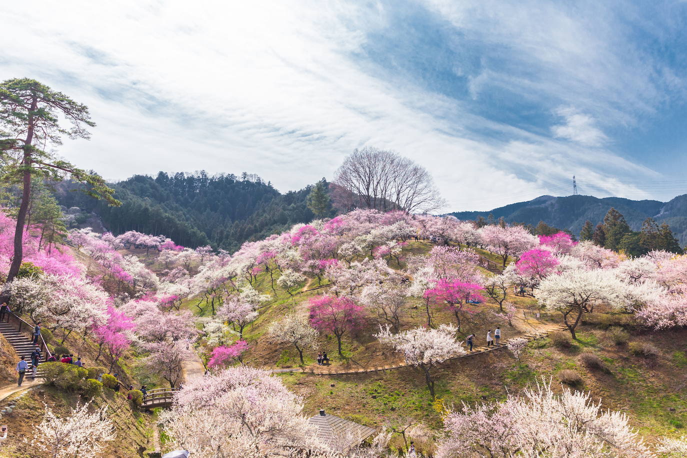 La floración de los almendros en Tokio (Japón)