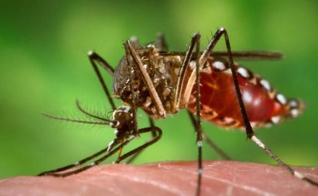 Detectadas en La Palma dos larvas del mosquito Aedes aegypti, pero sin virus