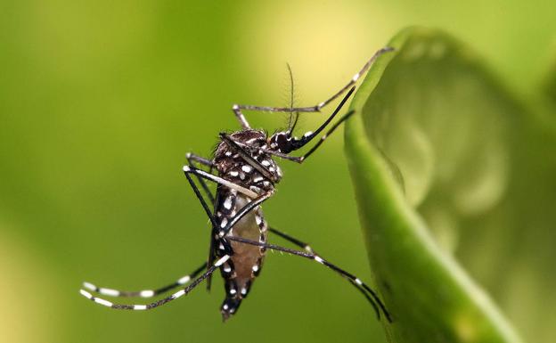 Detectan en La Palma larvas del mosquito 'Aedes aegypti', capaz de portar virus