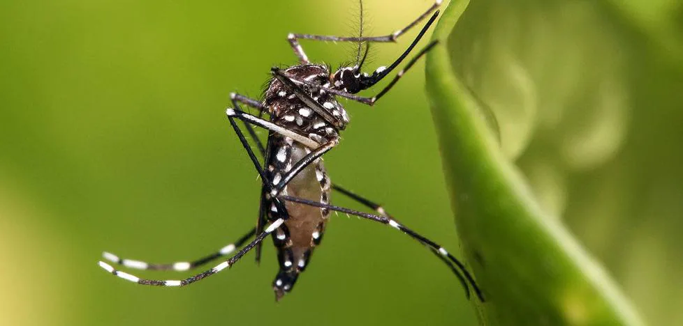 Detectan en La Palma larvas del mosquito &#39;Aedes aegypti&#39;, capaz de portar virus