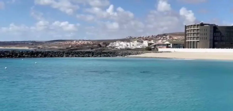 Un grupo de delfines visita la Playa de Los Pozos en Fuerteventura