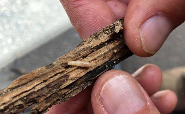 Nuevo proyecto de detección y erradicación de la termita invasora en Canarias