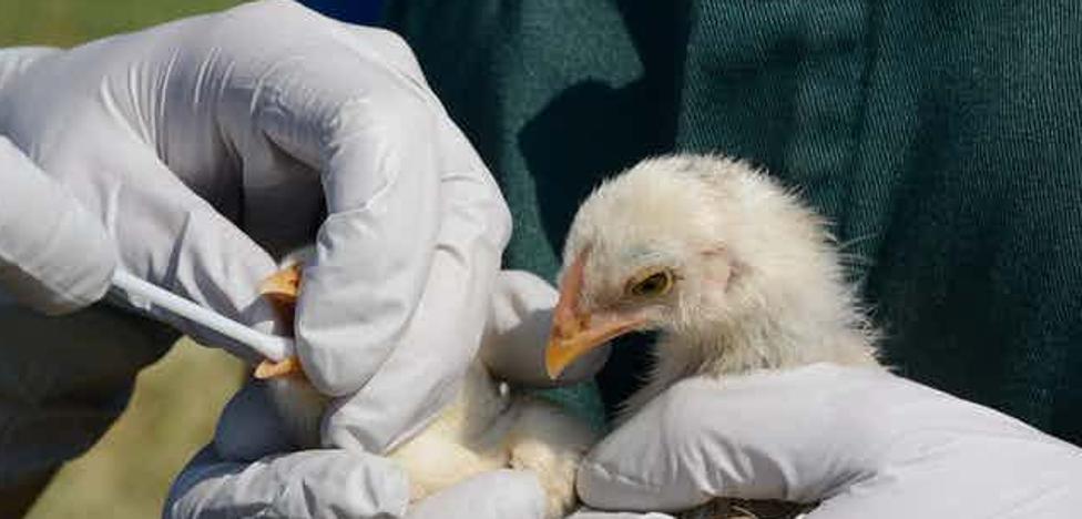 What is the danger of the H3N8 bird flu detected in China?