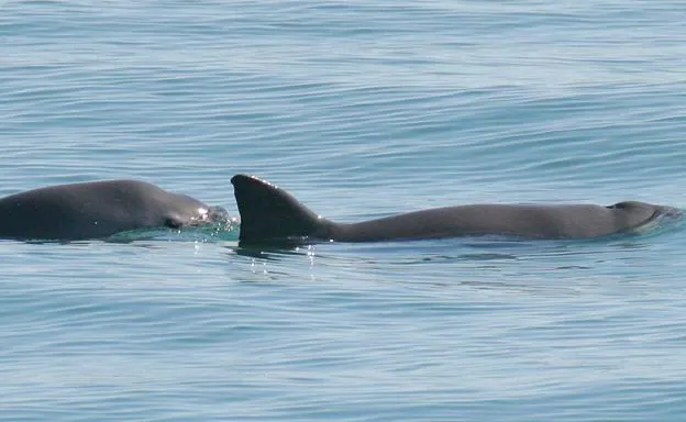 A vaquita porpoise and her calf in the waters of San Felipe, Mexico.
