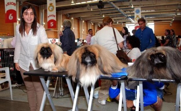 Participating dogs in a dog show. 
