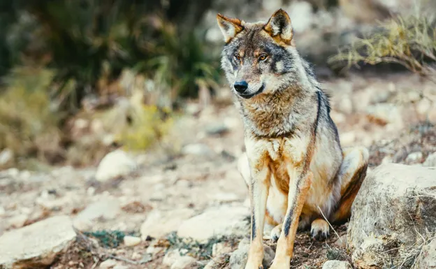 Image of an Iberian wolf in freedom. 