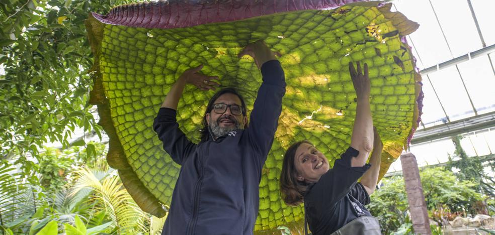 World's largest giant water lily discovered
