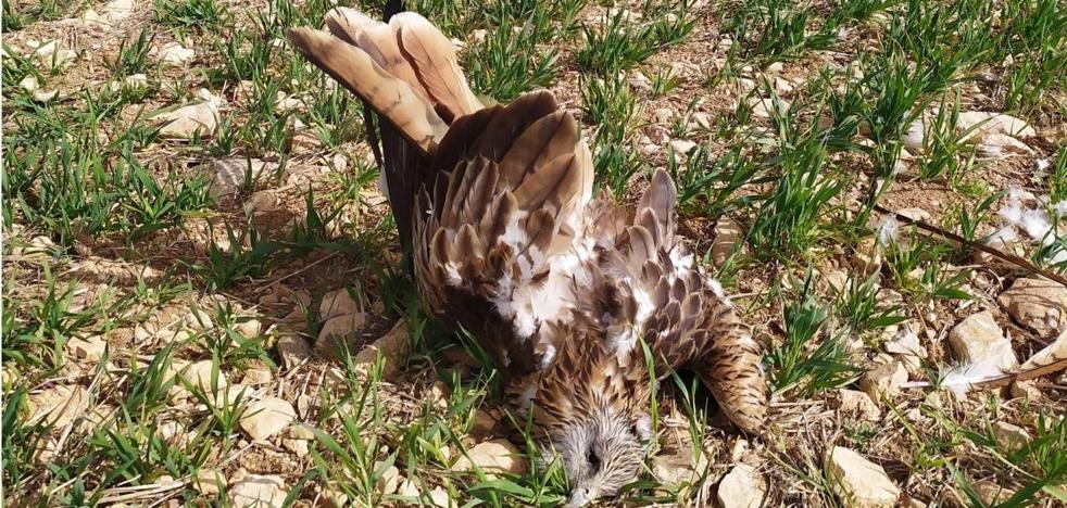 Six arrested for poisoning imperial eagles and royal kites
