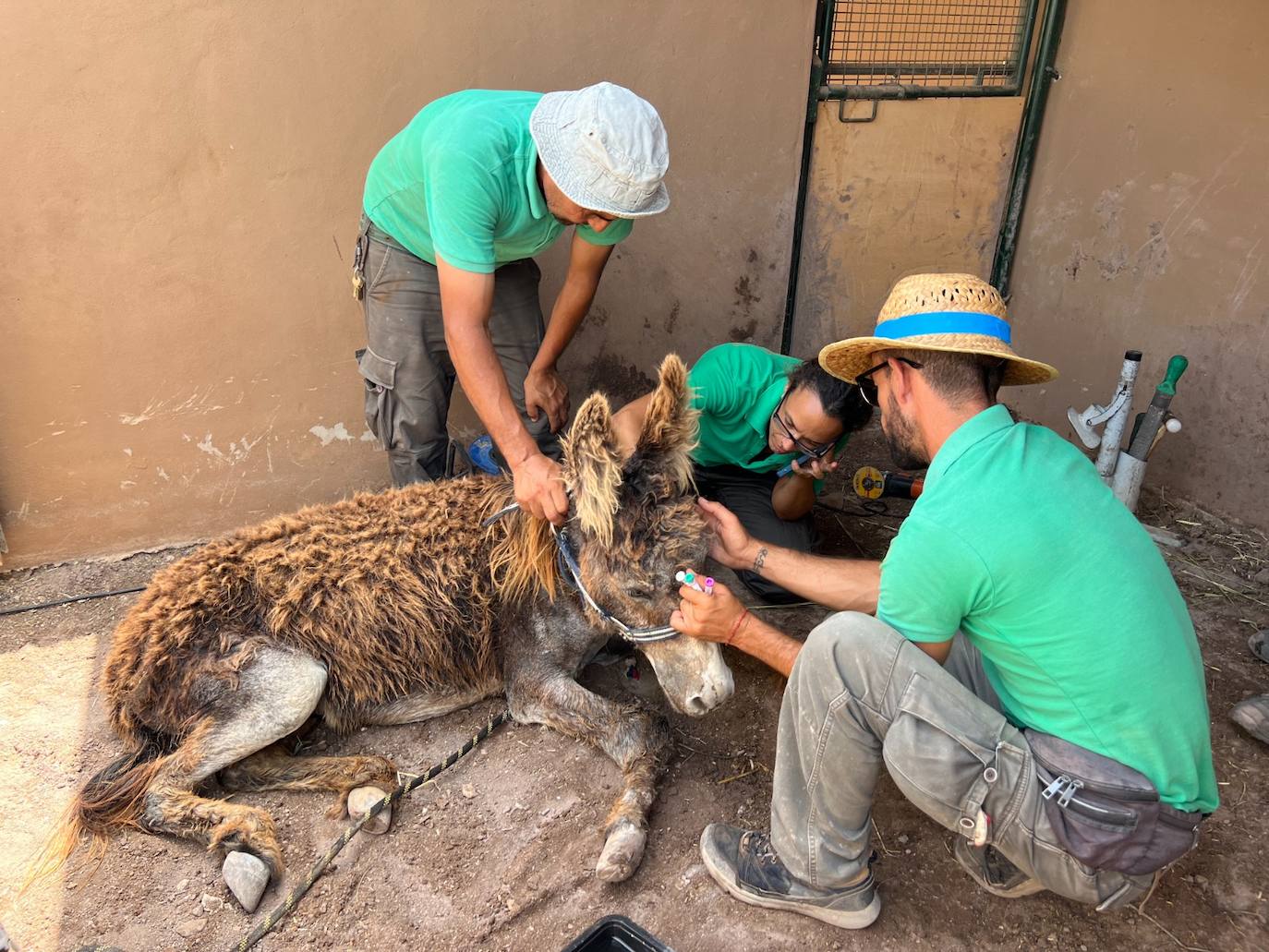 Complejo rescate del burro herido en Fuerteventura