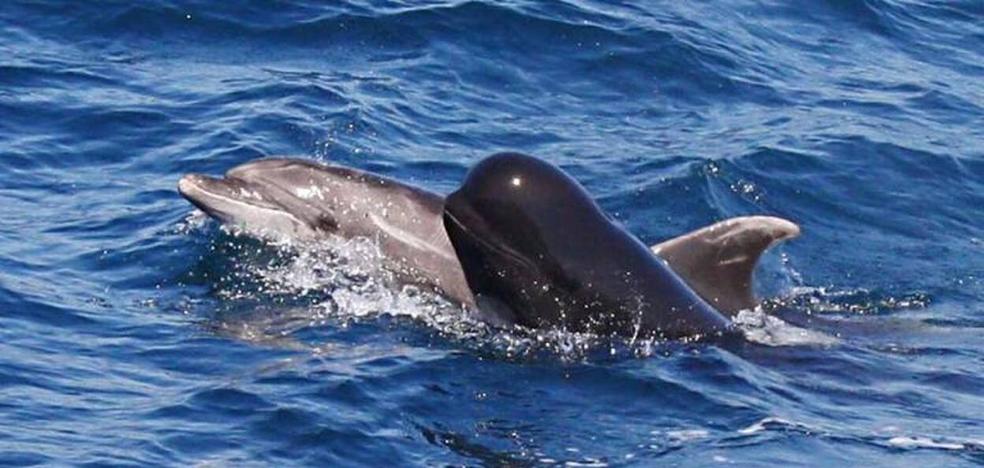 ULPGC scientists propose a new pathology in dolphins