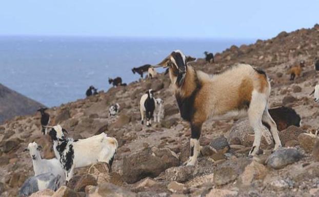Las ayudas ganaderas se dan por el número de cabezas, en la foto cabras de costa. 