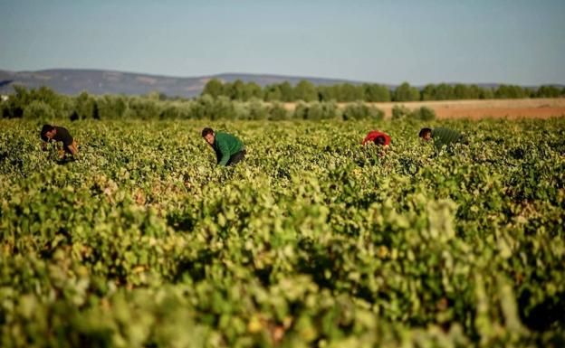 Vine harvest in Castilla-La Mancha.