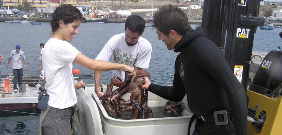 The La Luz octopus farm goes one step further in its processing despite the 'buts' of the animalists