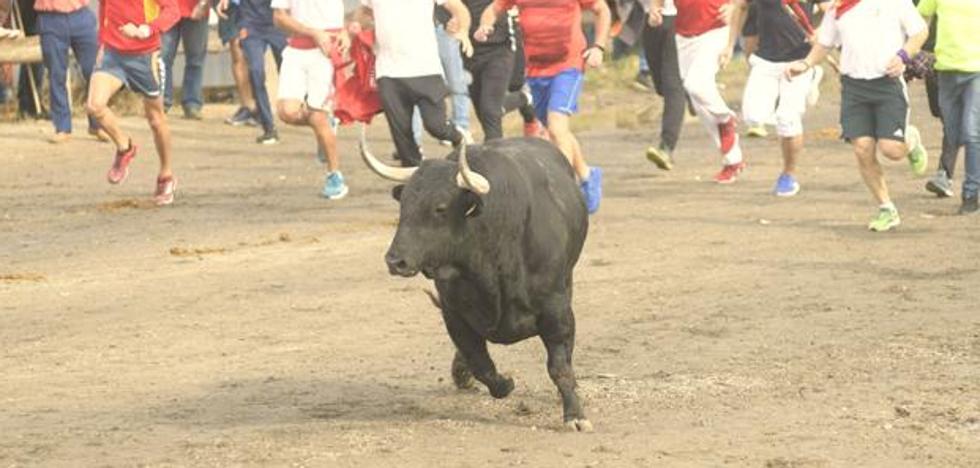 The Government goes to the Prosecutor's Office so that the Toro de la Vega is not celebrated