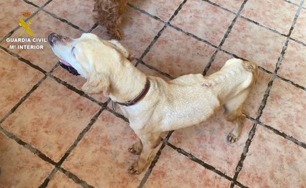 Imagen del perro donde se aprecia sus malas condiciones. /Guardia Civil