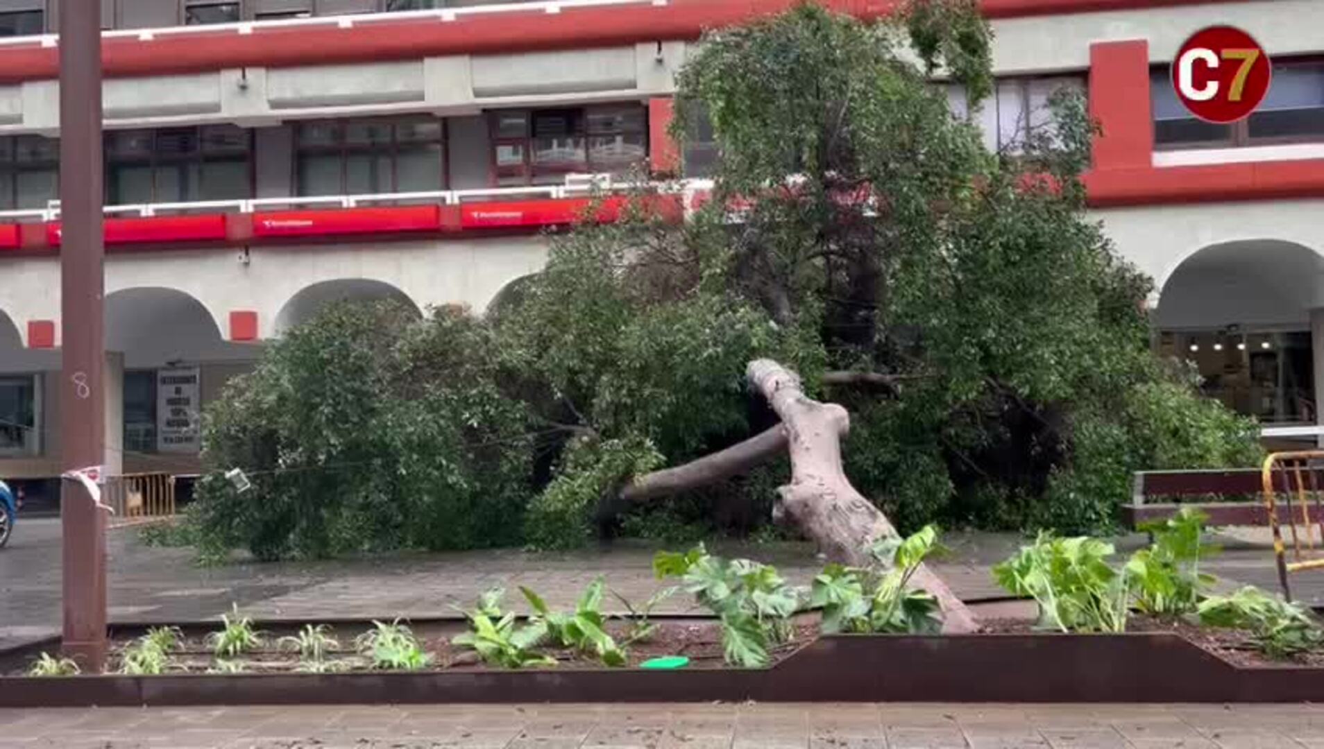 Cae un árbol en Mesa y López