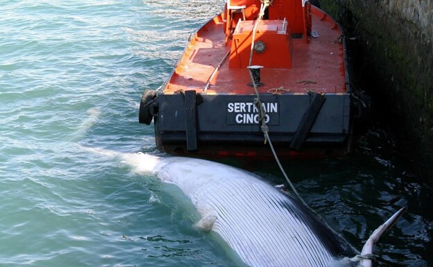 El cadáver de una ballena en la bahía de Cádiz. 
