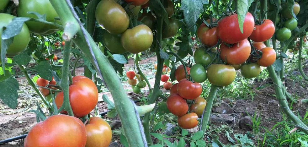 The energy crisis cuts production in Europe and pulls the island tomato